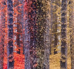 Autumn symmetrical pine tree in forest