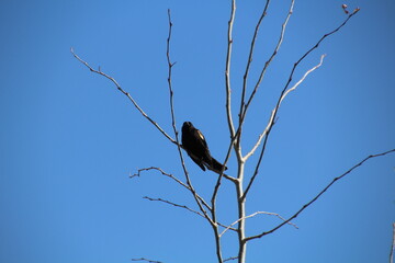 Bird High Up, Pylypow Wetlands, Edmonton, Alberta