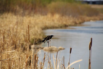 Bird On The Cattail, Pylypow Wetlands, Edmonton, Alberta