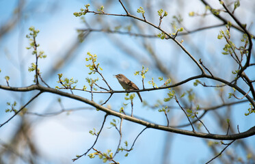 House Wren