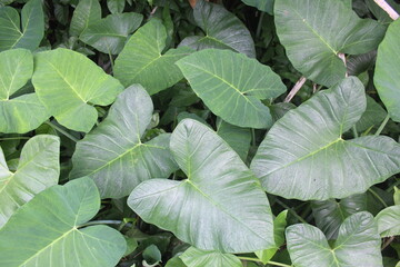 taro leaves in the garden as a background of a home page