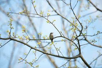 House Wren