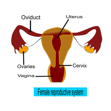 3d illustration, female reproductive system on white background