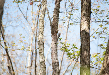 Red Bellied Woodpecker