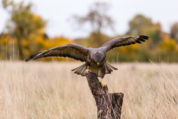 Buzzard bird of prey landing on a tree stump