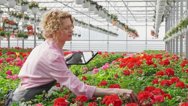 Blond woman taking notes while working in greenhouse center. Middle age female working in garden center, inspected her plants. Portrait of a florist at work in greenhouse.