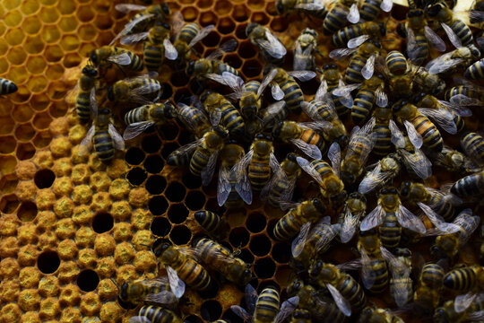 Honigbiene auf Wabe im Bienenstock