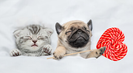 Cute kitten and puppy sleep together under white blanket on a bed at home. Pug puppy holds heart...