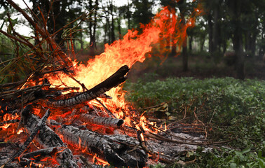 Active fire on the ground  in tropical forest.