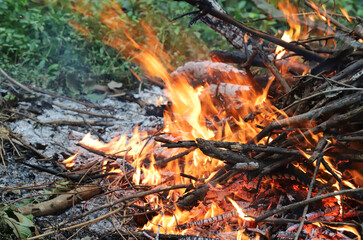 Active fire on the ground  in tropical forest.