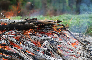 Active fire on the ground  in tropical forest.