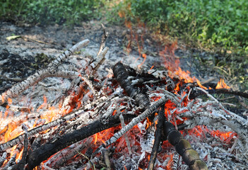 Active fire on the ground  in tropical forest.