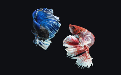 betta fish splendens moving in water isolated on black background. twin siamese fighting fish red fancy color symmetrical magnificent swimming action in aquatic.