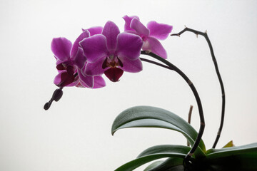 Purple orchids (Phalaenopsis amabilis) on white background