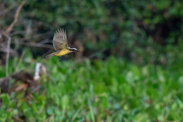  The social flycatcher (Myiozetetes similis)