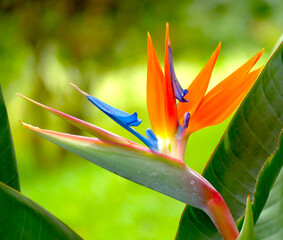 Close up of a Strelitzia Reginae flower (bird of paradise) with blurred background.  