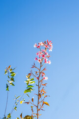 Obraz na płótnie Canvas Tree branch of pink sakura thailand with blue sky. in vertical alignment.