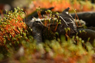 The close-up details of the fresh colorful moss on the wet ground in Sapporo Japan