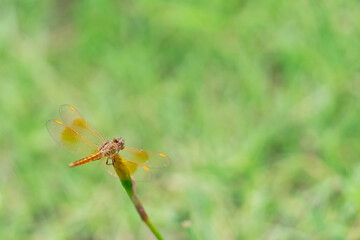 Dragonfly hanging on the flower and blurred background close up photography