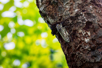 One cicada hanging on tree and blurred background