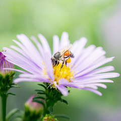 Close up picture of bee gathering pollen on purple flower