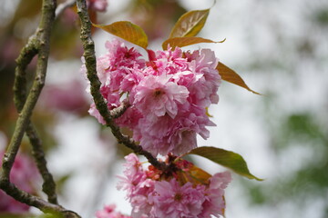 Japanische Zierkirsche