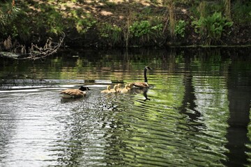 Birds in a lake