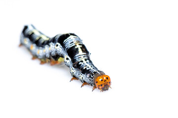 Image of caterpillar of moth isolated on white background. Animal. Insect.