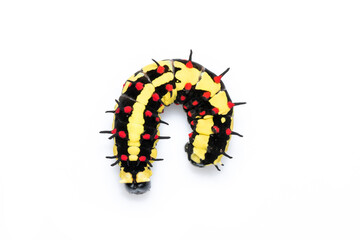 Image of caterpillars of common mime isolated on white background. Animal. Insect.
