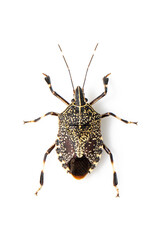 Image of yellow spotted stink bug isolated on white background. Animal. Insect.
