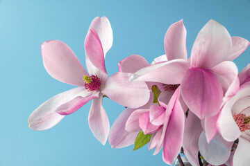Pink magnolia flowers bouquet on blue background. wedding or holiday concept. close up