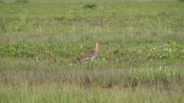 Black-tailed godwit posing in grassland in polder of Holland
