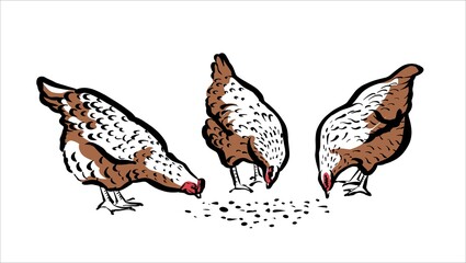 Chickens peck at the grass. Illustration of a stylish sketch by hand, in two colors. - obrazy, fototapety, plakaty