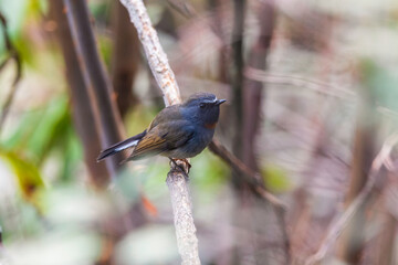 Rufous-gorgeted flycatcher (Ficedula strophiata) at Mishmi hills, Arunachal Pradesh, India.