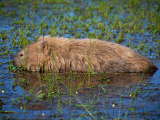 野生のウォンバット　タスマニアのマリアアイランドにて
