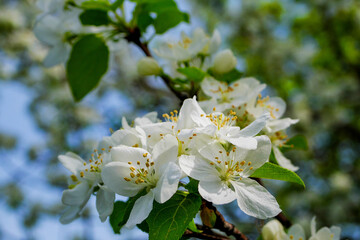 Fototapeta premium Blooming apple tree under sunlight. Closeup of spring flowers on tree branch. Apple tree flower macro.