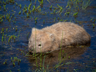 野生のウォンバット　タスマニアのマリアアイランドにて