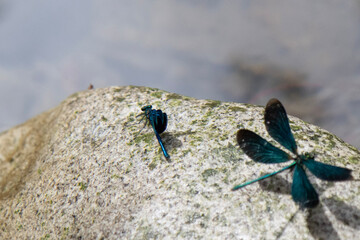 dragonfly in flight on the rocks