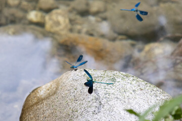 dragonfly in flight on the rocks
