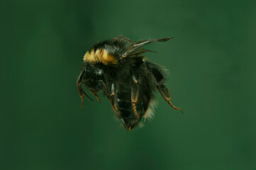 High detailed bumblebee queen on greeb background 
