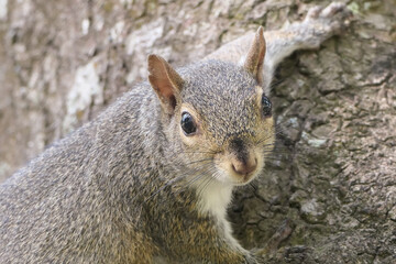 Naklejka na ściany i meble squirrel portrait close-up face