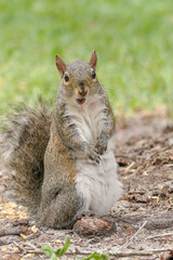 surprised squirrel