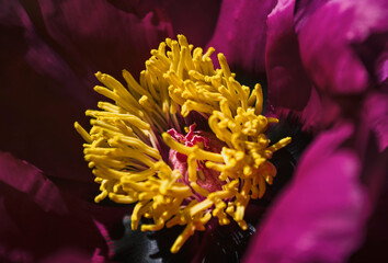 pink blooming peony close up