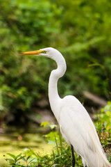 White heron