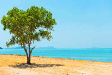 Fototapeta na wymiar Green tree in desert and landscape with island on blue sea. Thailand, Ko Lanta island
