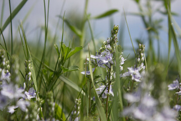flower, spring, nature, blue, plant, green, purple, flowers, meadow, summer, bloom, macro, beautiful, beauty, blossom, grass, flora, garden, floral, petal, wild, veronica, leaf, closeup, violet