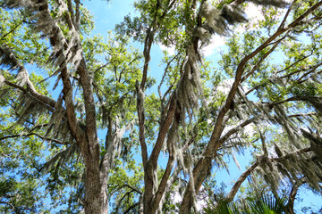 Southern Oak Tree