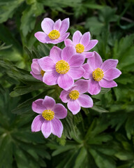 Naklejka premium Anemone is a wild mountain primrose. First spring flowers