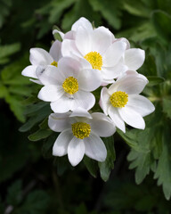 Obraz na płótnie Canvas Anemone is a wild mountain primrose. First spring flowers