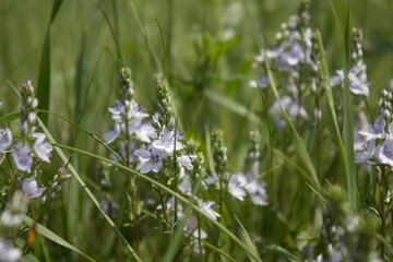 flower, spring, nature, blue, plant, green, purple, flowers, meadow, summer, bloom, macro, beautiful, beauty, blossom, grass, flora, garden, floral, petal, wild, veronica, leaf, closeup, violet